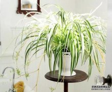 如何保持蜘蛛植物，学习如何悬挂兰花，如何向