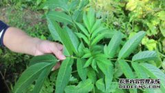 当城市人穿盆景时，野生草药可以治疗整个乡村