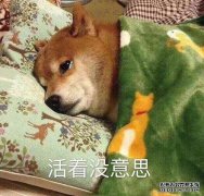 当主人去上班时，狗独自在家里，这真的很悲惨