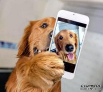 是否有人会接受金毛猎犬的小狗？孩子是我的。