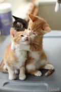 猫和狗正在看一个小主人，猫的卡通：你为这个