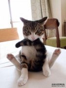 那只猫从四楼的阳台上跳了下来，跳了起来，妹