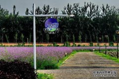 富阳村：沿着花路在子康路走