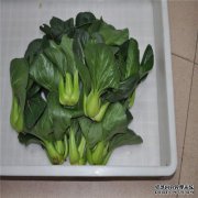 [大田]大叶价格