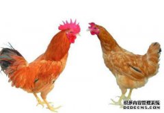 “梦？”红公鸡〖Just〗头上没有身体，但也对我
