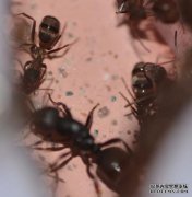 [未来的多孔蚂蚁]