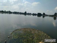 小龙虾池塘为什么会有油膜？浮油有什么危险？