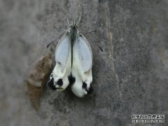 以下哪个生物没有发育期？