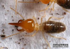 南京杀死白蚁：教他两个技巧进入“飞行蚂蚁季