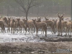 台山在前面塌陷，颜色不变。麋鹿在左边，眼睛