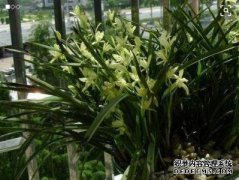 国兰正在使用哪种土壤栽培技术，最好是用这种