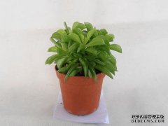不要害怕盆栽的蚂蚁