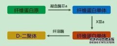 什么是原发性和继发性纤溶？D-二聚体和FDP的用途