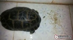 [使用抗炎药排便时有味道吗？]
