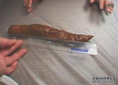 [阿拉斯加的味道]
