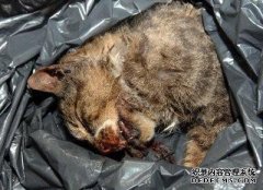 如果厕所被模板堵住了，我该如何拆除马匹？