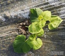 在早春种植蔬菜时应注意什么？农民应该知道如