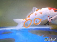 ko死后，眼睛上有一层克制。