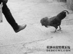 南方和美国强大吗？谁占主导地位？