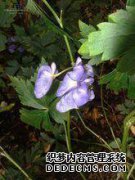 什么是附子？