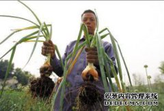 如何防止洋葱袭击（图形）