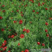 开花意味着什么？....高速...紧急使用..