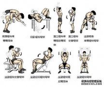 寻找运动，胸部，手臂，背部，肩膀，命令
