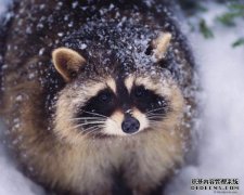 “土壤氏族” Tom小八