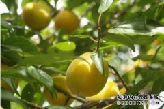 什么是李子？