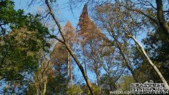 “纯洁”的建议是什么