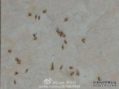 为什么家里有那么多蚂蚁？