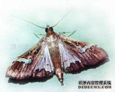 吏蝗蝗蝗螟