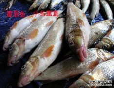 oshi子是什么意思