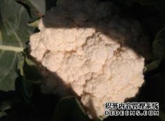 切开包皮后，切口附近会长出坚硬的蝎子。