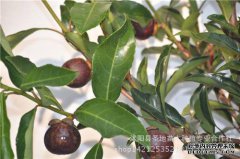 山竹最新高性能种植技术