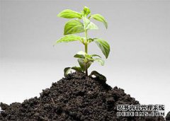五种具有土壤修复作用的植物。