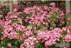 专家说，玫瑰也被称为“野玫瑰”，因为它们比